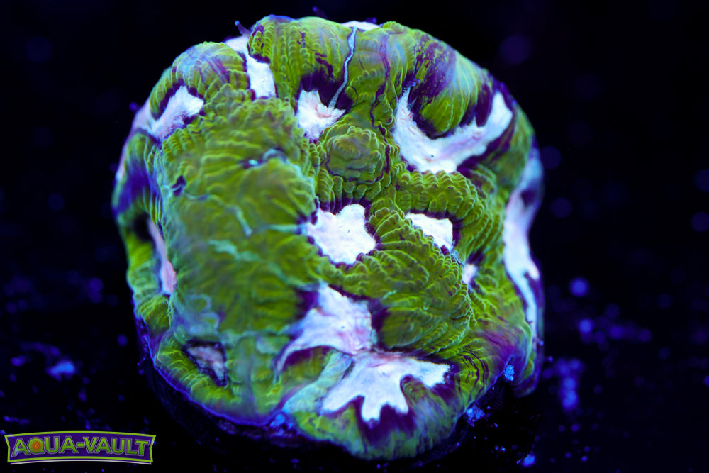 Hamster in Microwave Favia