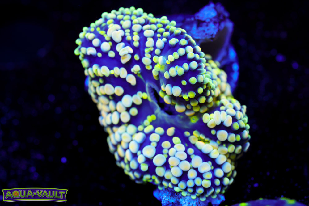 Lime Ricordea Florida