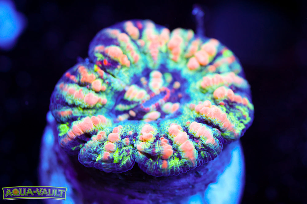 Dino Egg Button Scoly