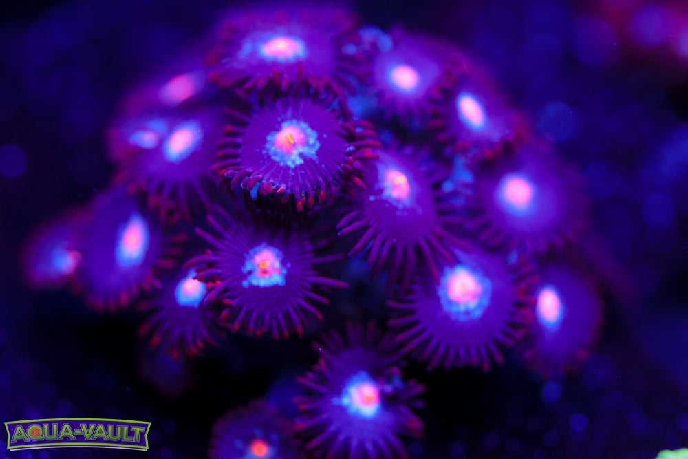 JPS Mystique Zoa