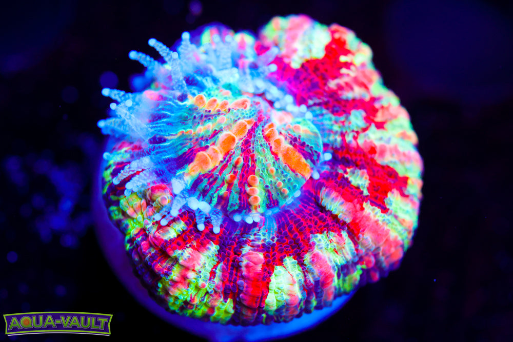 Ultra Rainbow Noms Button Scoly