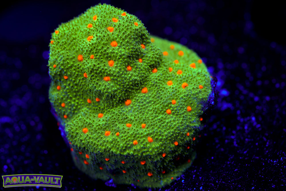 Harvest Moon Psammocora