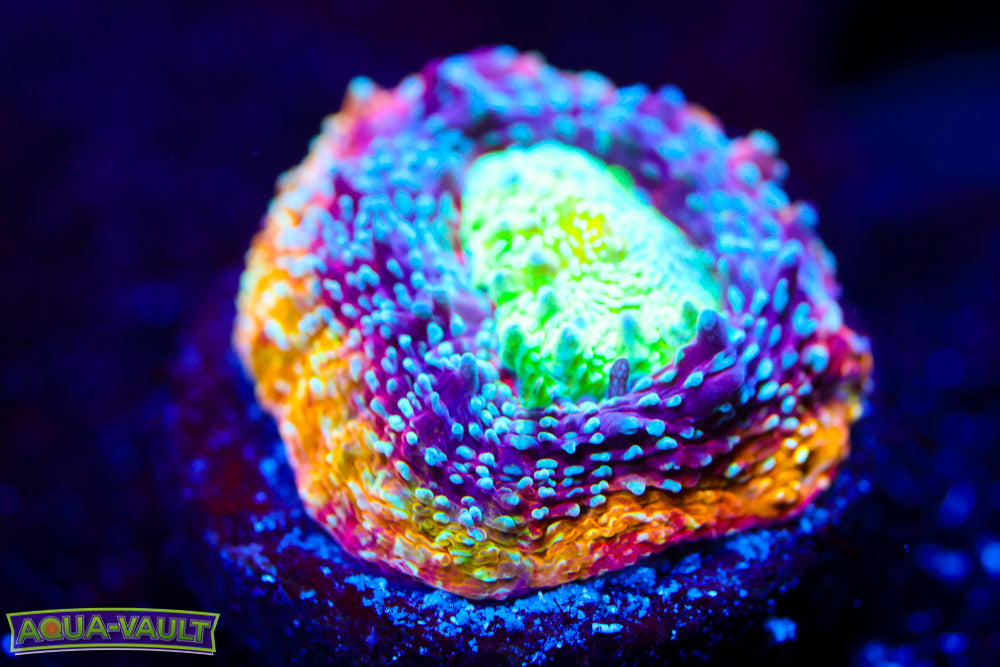 CV Master Bowerbanki (aquacultured collector)