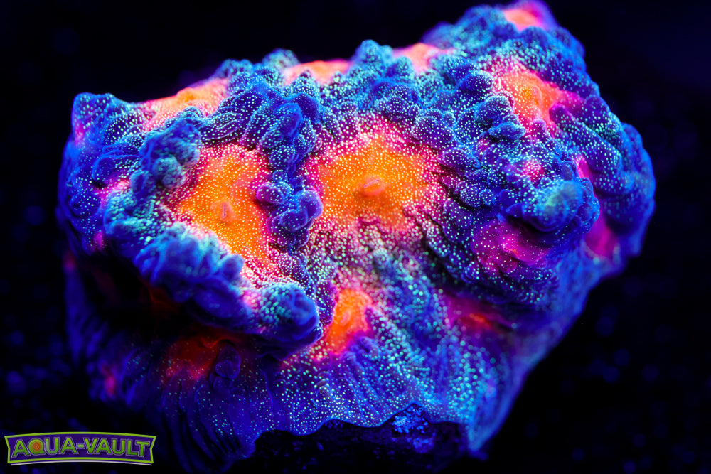 CC Space Cakes Favia