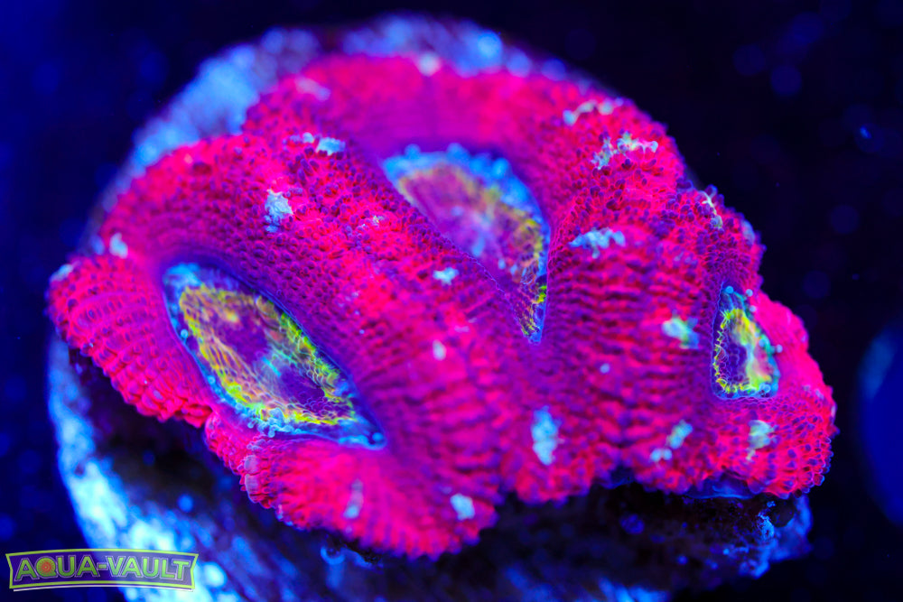 Evil Eye Rainbow Acan