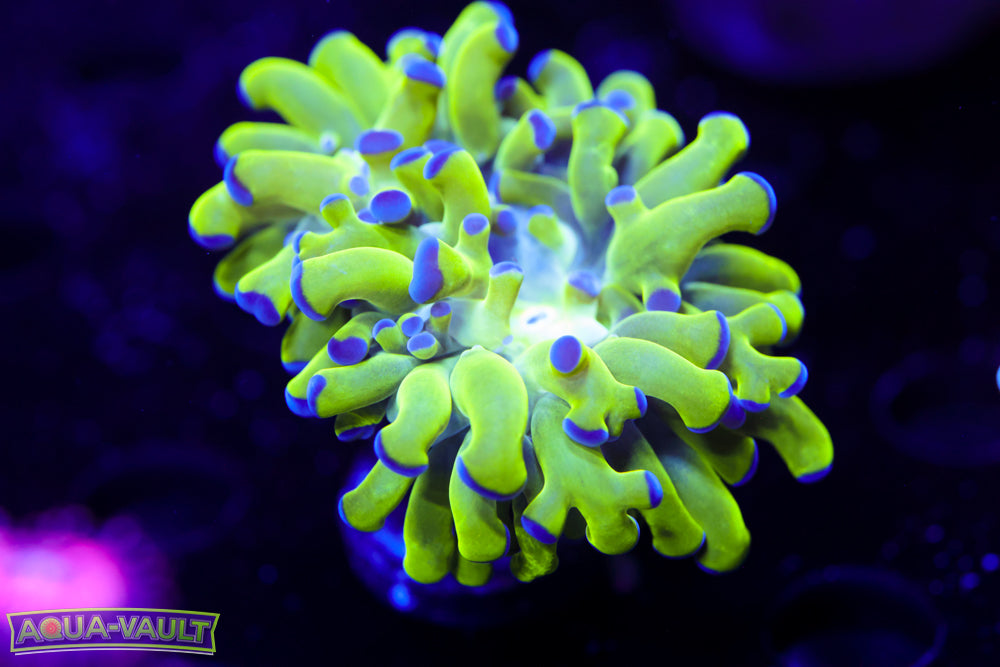 Purple Tip Green Branching Hammer