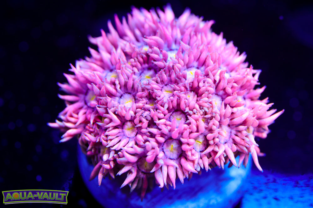 Fairy Boops Goniopora