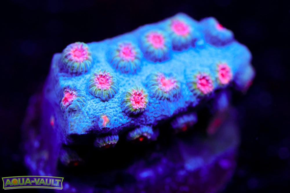 Meteor Shower Cyphastrea