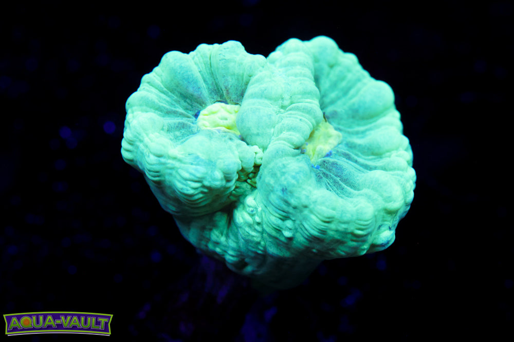 Teal Trumpet Coral
