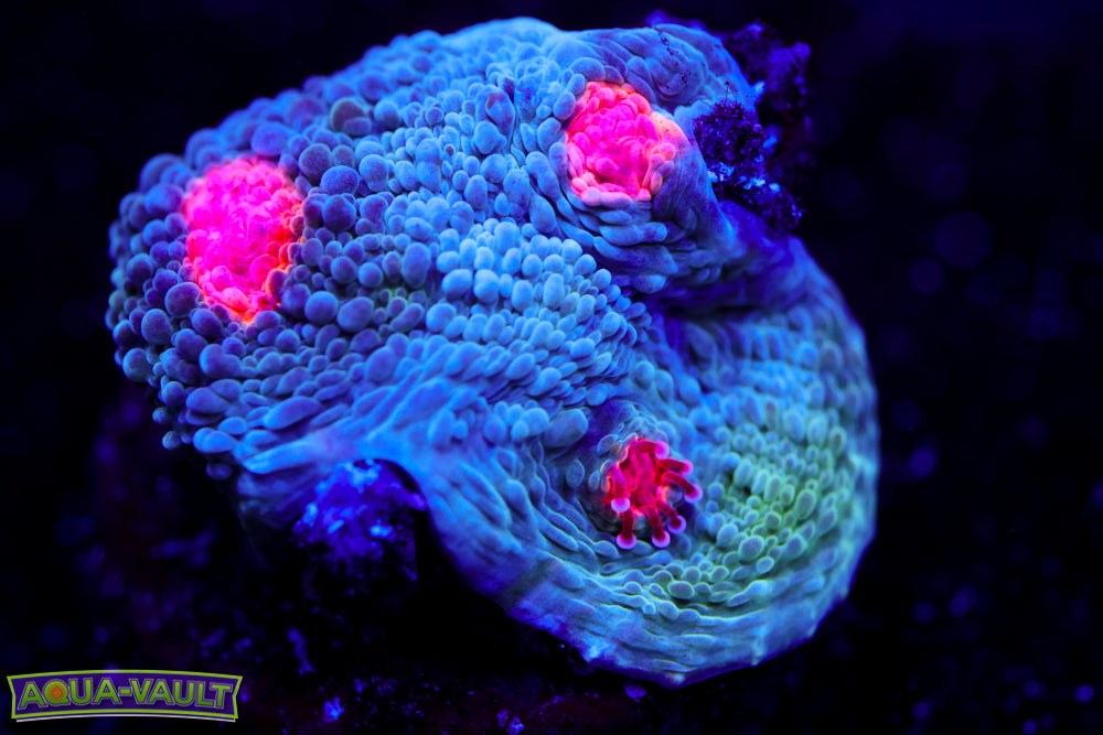 Miami Hurricane Chalice