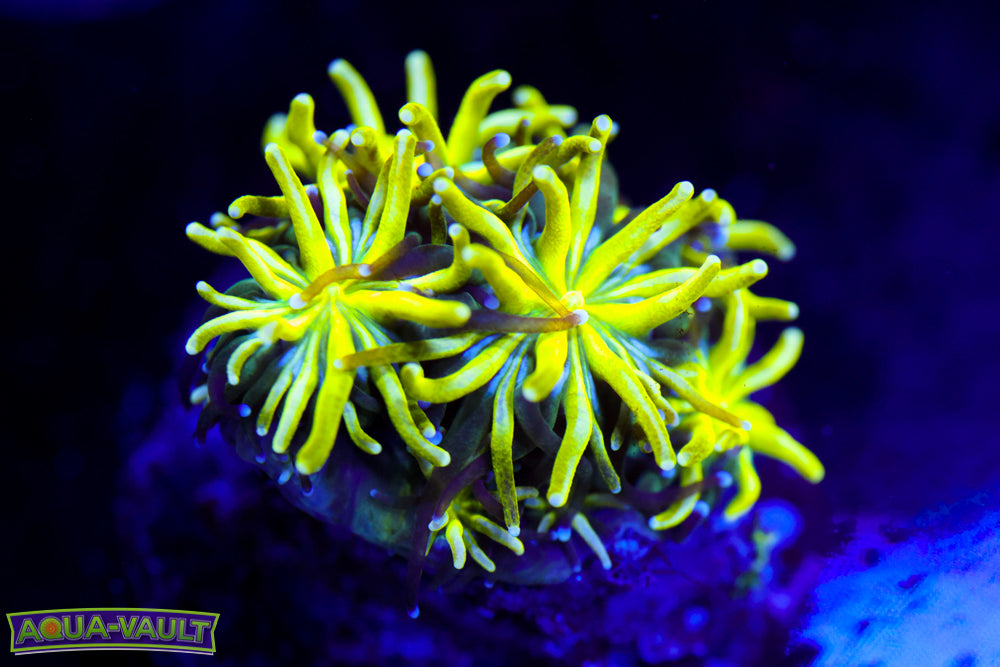 Neon Galaxea