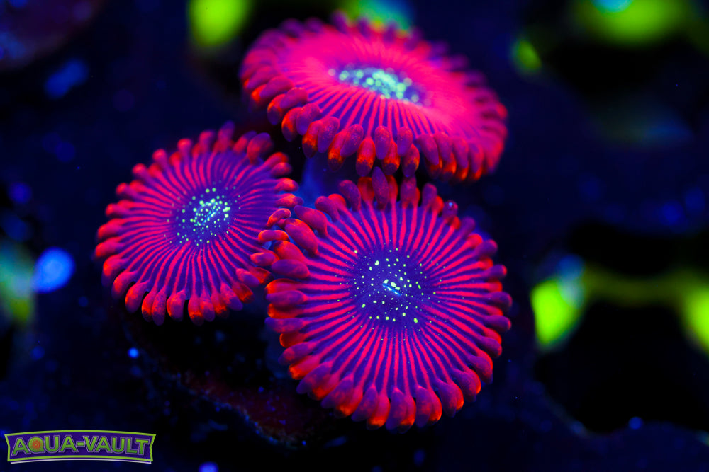 Magician Zoa