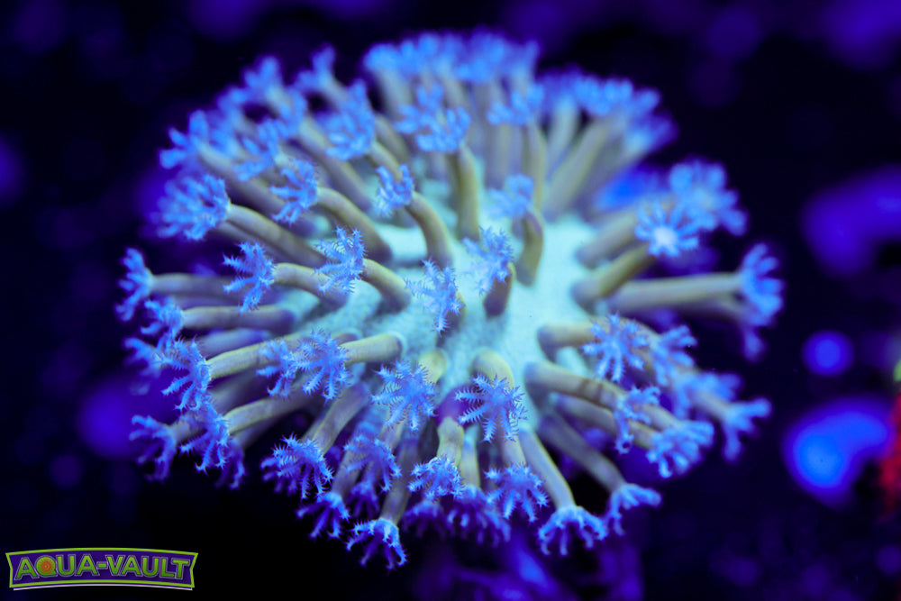 Blue Toadstool Leather