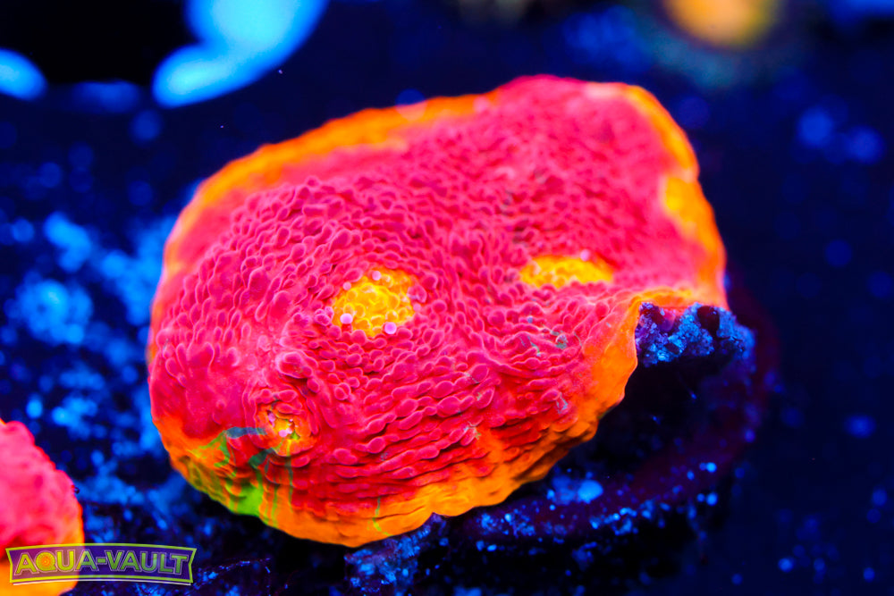 CB Flaming Bugatti Chalice