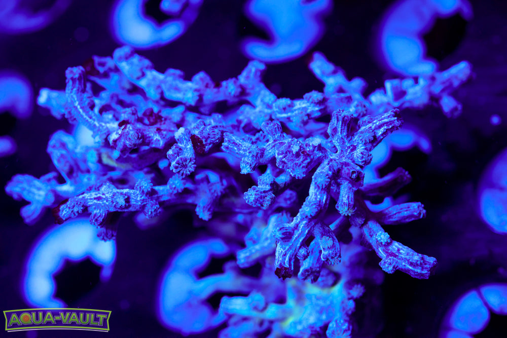 Blue Branching Cyphastrea Lrg Cluster