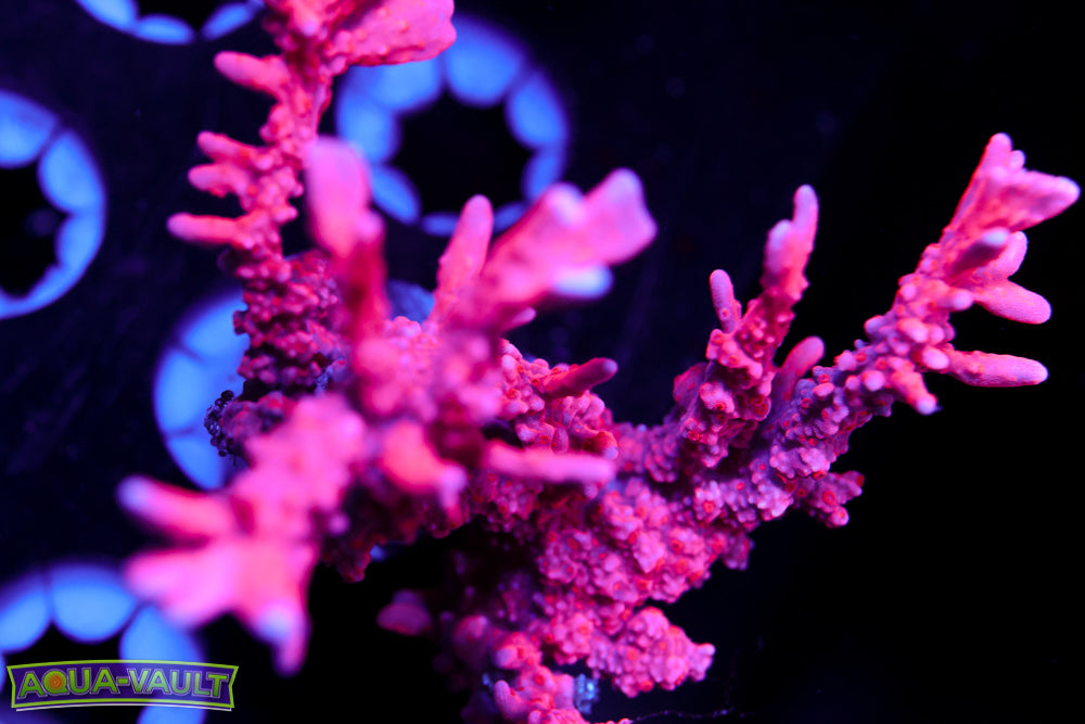 TNT Branching Montipora Hirsuta