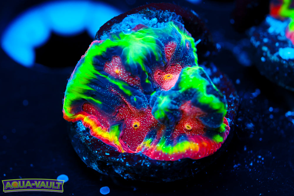 CV Rainbow Venom Favia