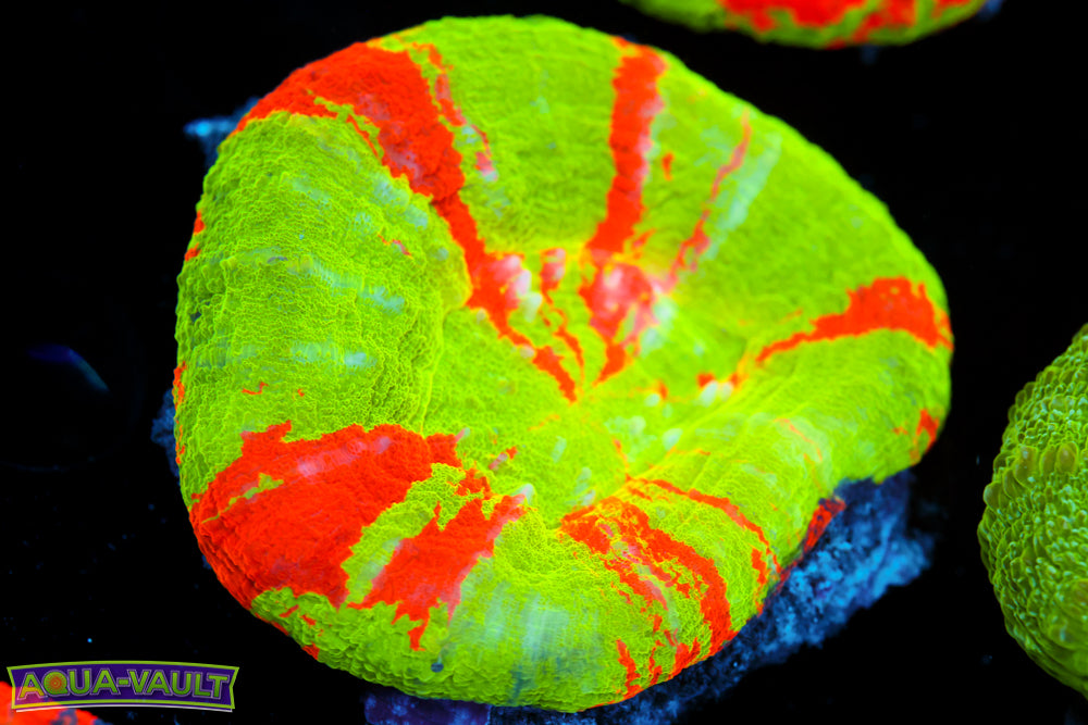 Bleeding Apple Scoly