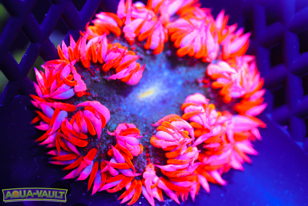 Striped Valentine Rock Flower Anemone