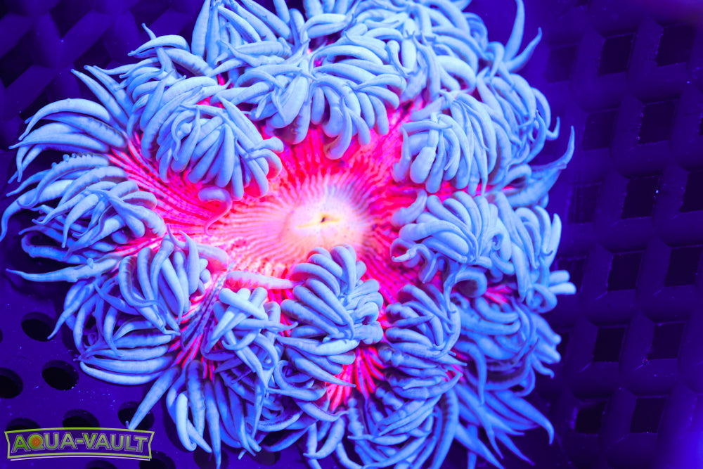 Cotton Candy Rock Flower Anemone