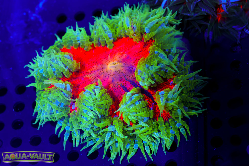 Watermelon Rock Flower Anemone