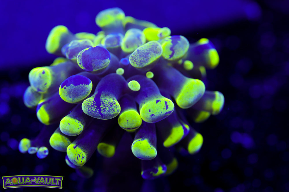 Splatter Branching Hammer