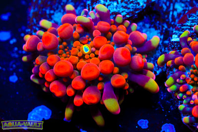 Animal Bean Bag Bounce Mushroom (collector $$$)