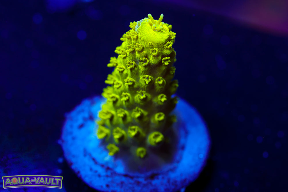 CV The Hulk Acropora