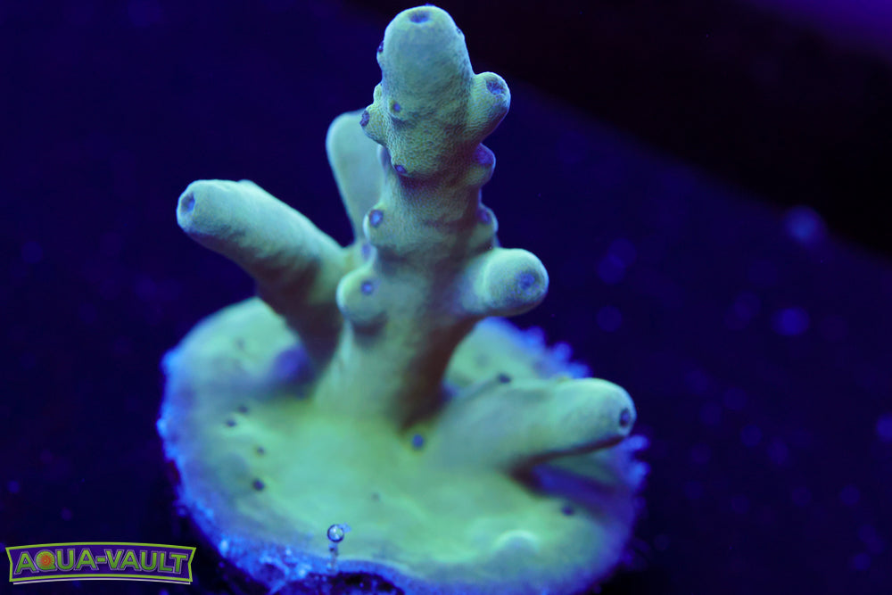 WWC Blue Thunder Acropora