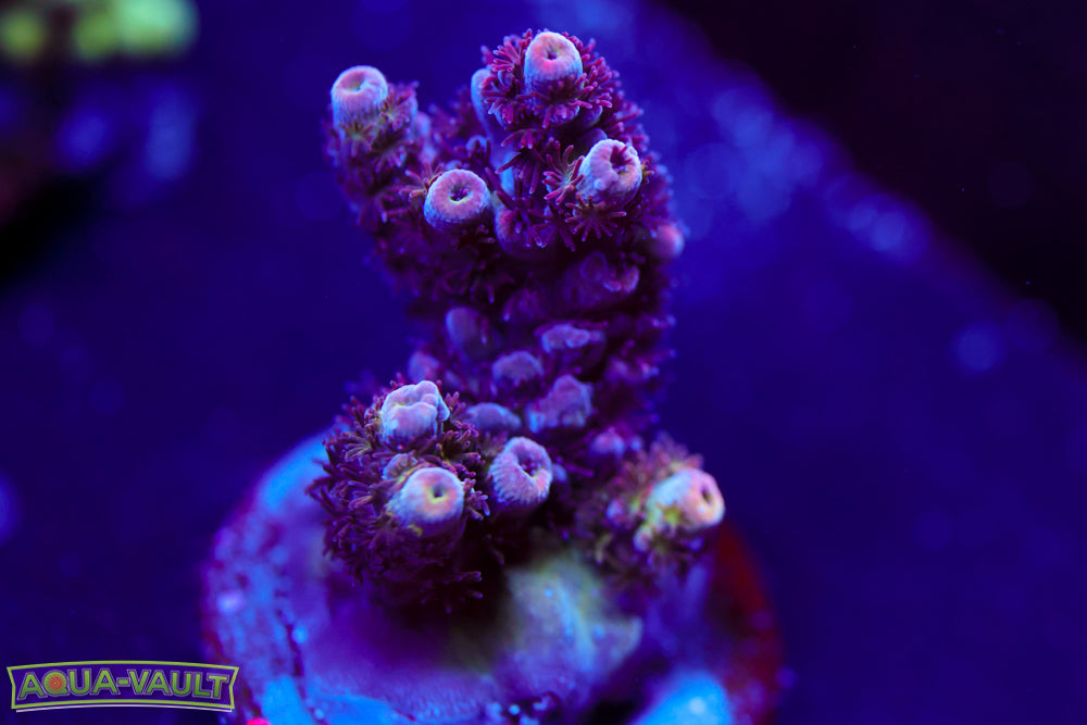 WWC Heart Breaker Acro