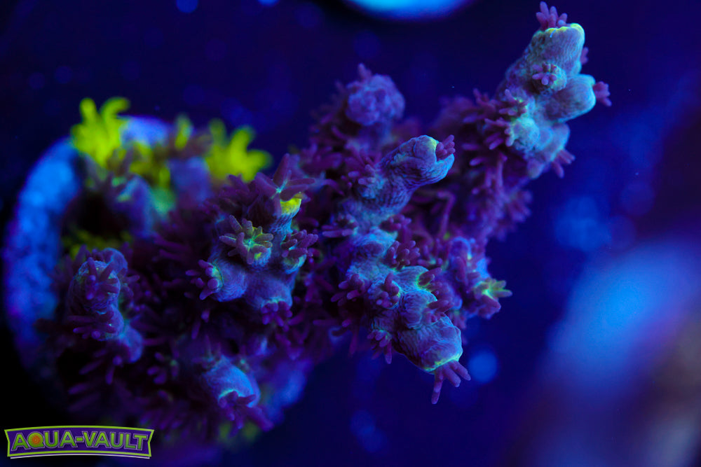 GB Sugar Coated Acro