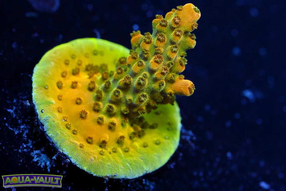 AV99 Orange Creamcicle Acro