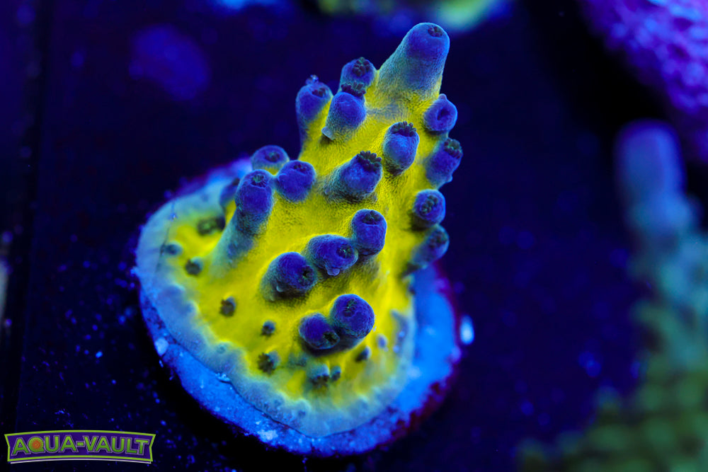 Nick's Purple Passion Acro