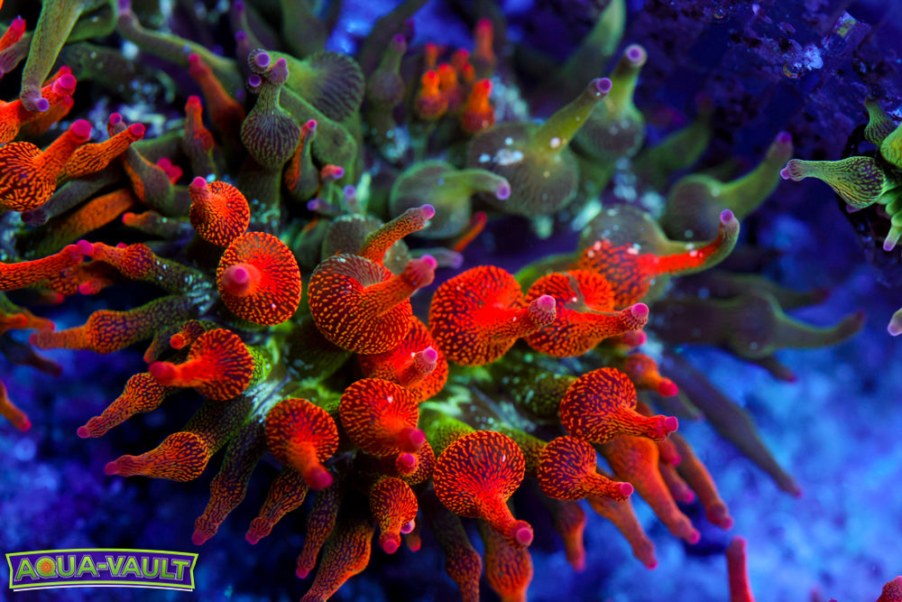 ECC Nexus Burst Anemone