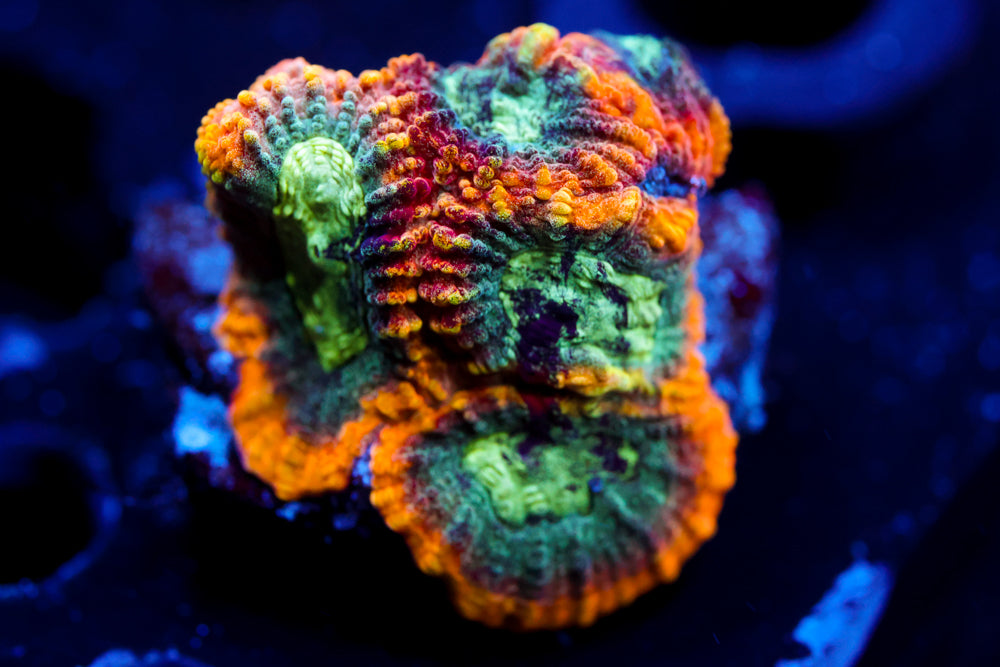 Yellow Submarine Favia 2
