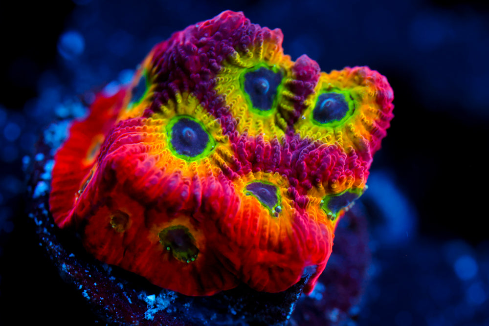 JF Spicy Lemon Favia 2