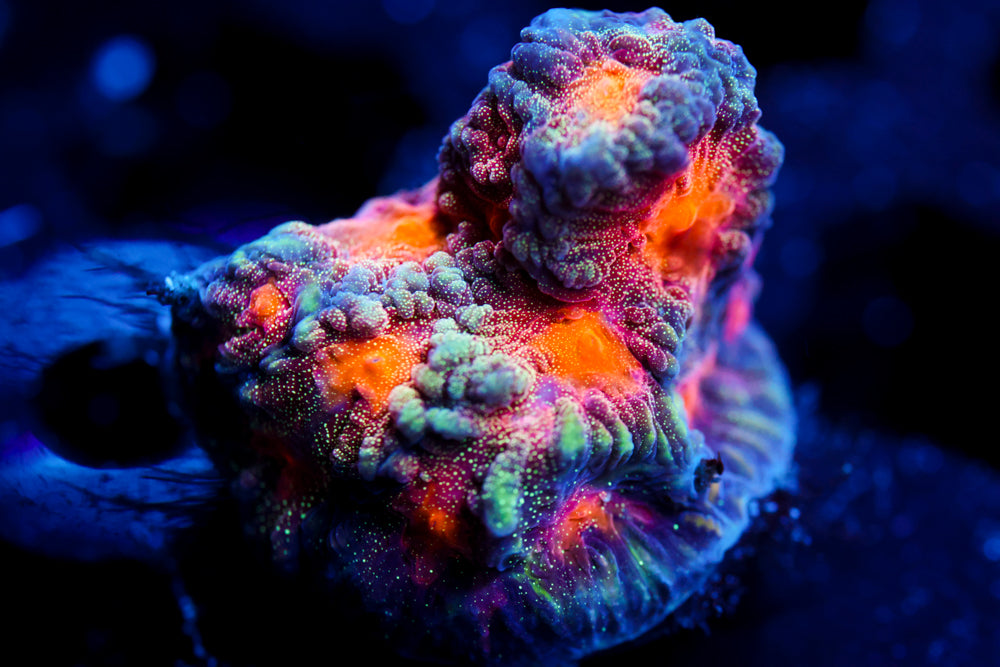 CC Space Cakes Favia