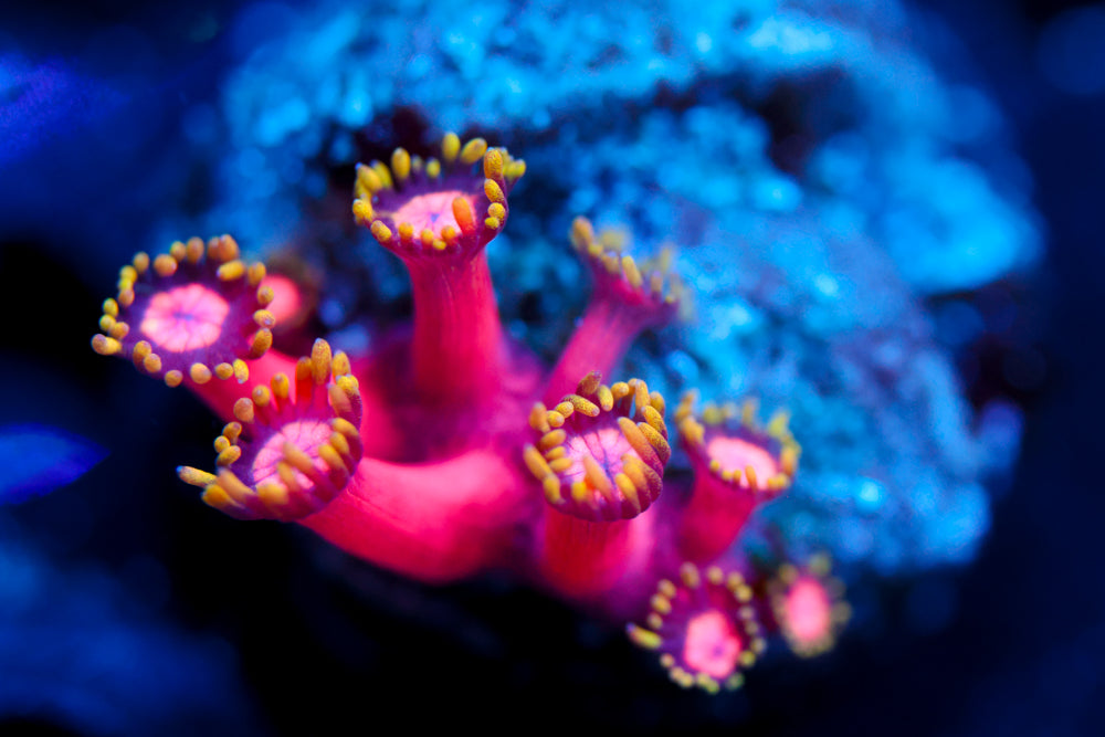 Mini CB Fireball Goni