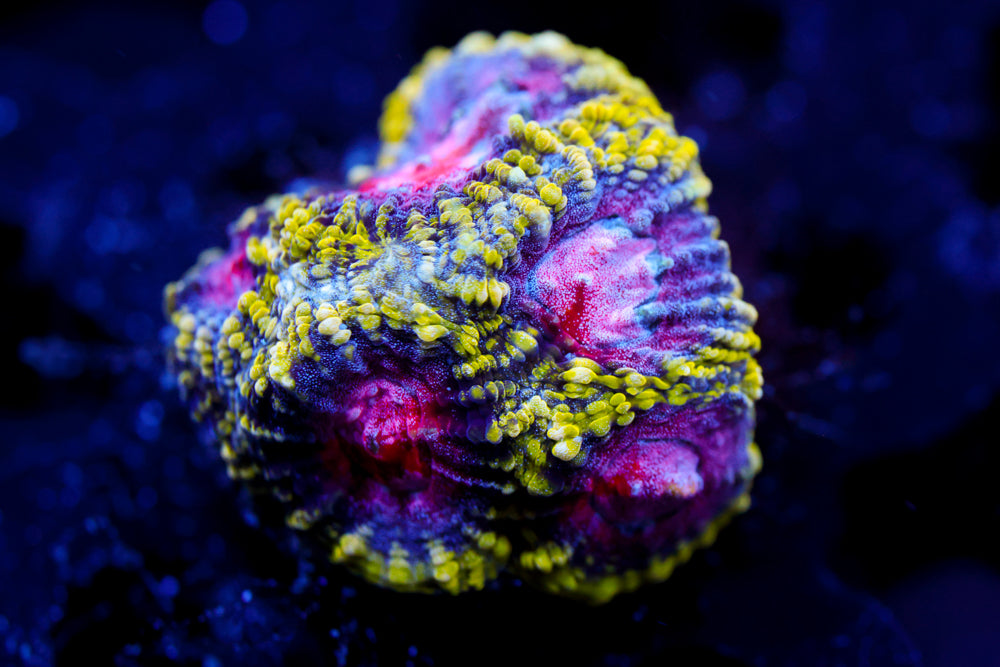 WWC Pico De Gallo Favia 1