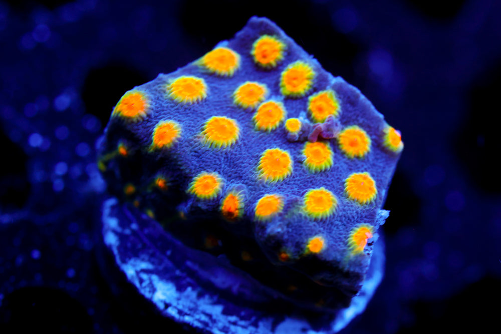 Buzz Lightyear Cyphastrea