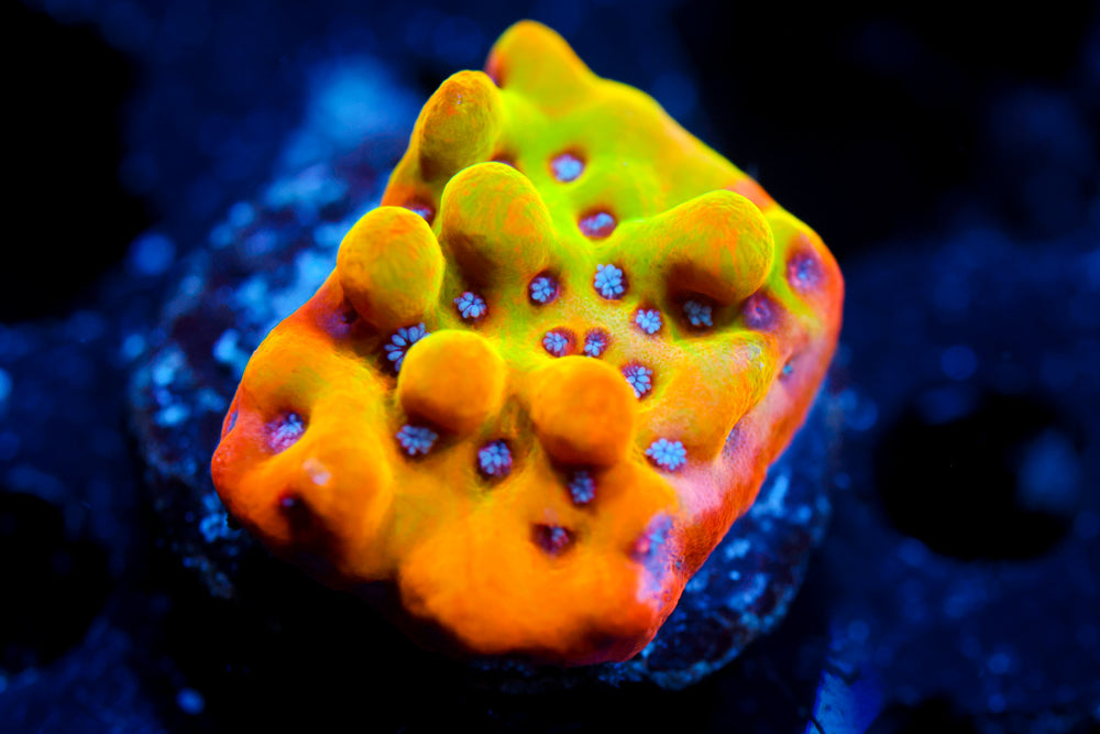 Alter Ego Monti (collectors)