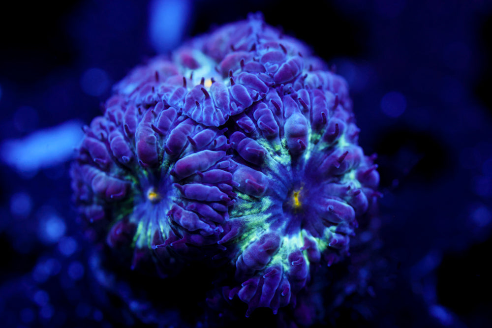 Black Raven Blasto Merletti 1