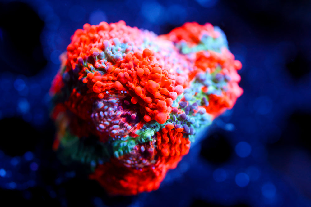 Enchanted Acan Echinata