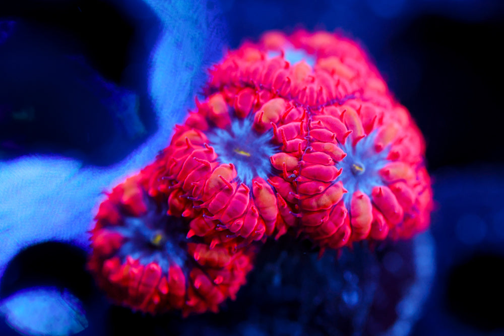 Superman Blasto Merletti