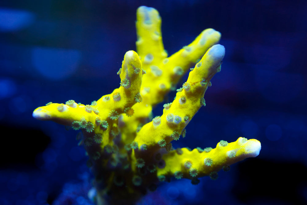 RRC Goldenrod Anacropora