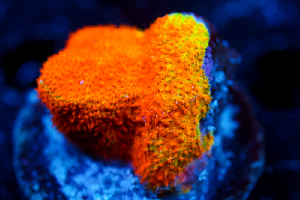 Neon Watermelon Psammocora