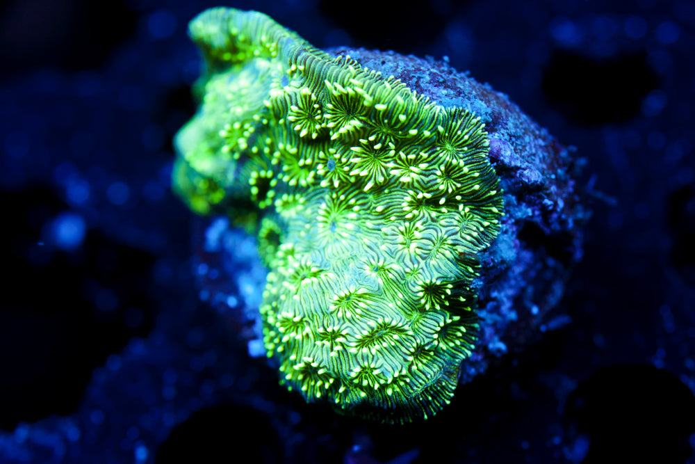 Neon Lepto