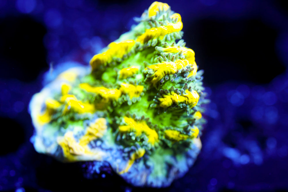 Emerald City Hydrophora