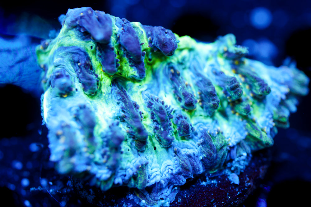 Blue Green Hydnophora