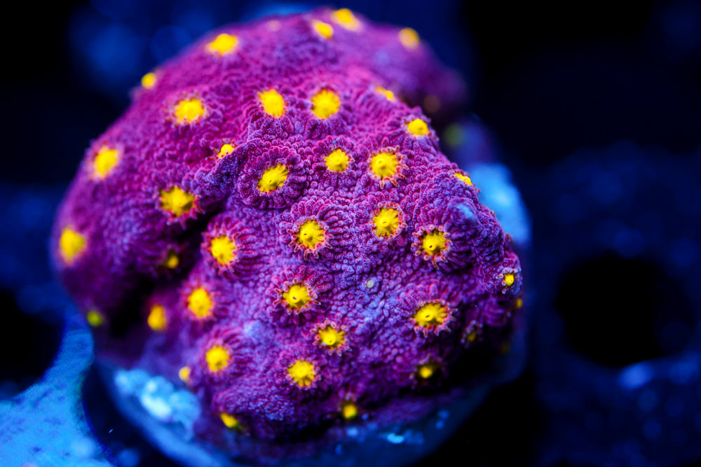 Bling Bling Cyphastrea